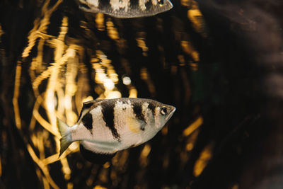 Close-up of fish swimming in sea