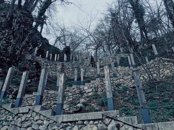 Low angle view of trees