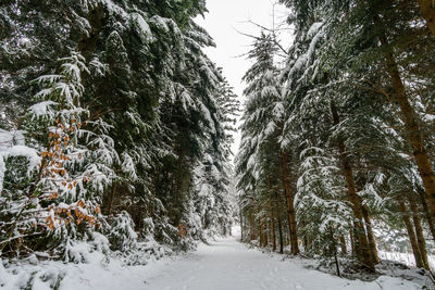 Snow covered land amidst trees in forest