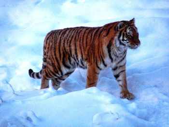 Cat standing in snow