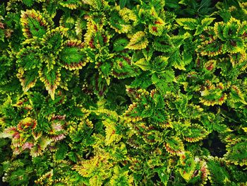 Full frame shot of fresh green plants