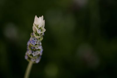 Close-up of flowers blooming outdoors