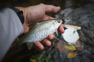 Close-up of hand holding dead fish