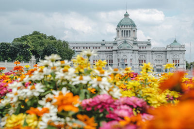 View of flowering plants against cloudy sky