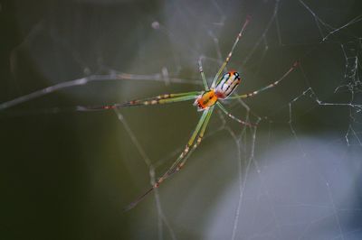 Close-up of spider