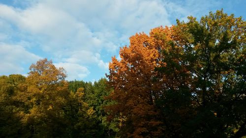 Low angle view of trees against cloudy sky