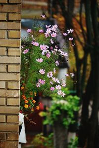 Close-up of pink flowers growing outdoors