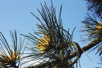 Low angle view of plants against clear sky