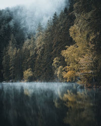 Scenic view of lake in forest