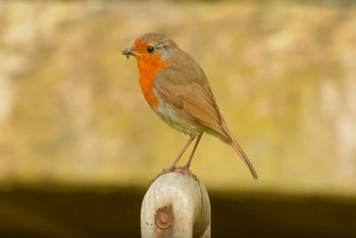 Close-up of bird perching outdoors