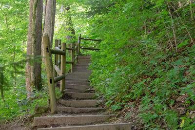 Steps amidst trees in forest