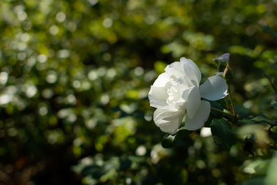 Close-up of white rose flower