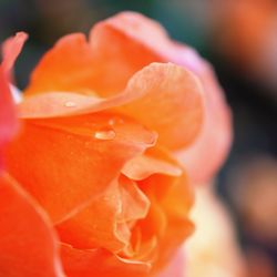 Close-up of red flower