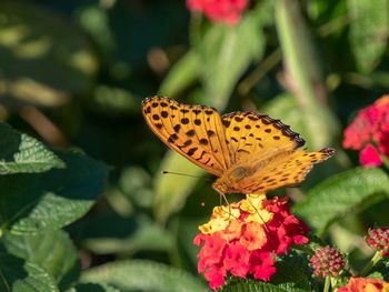 Close-up of butterfly pollinating on flower
