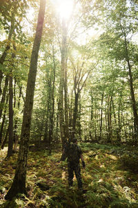 Low angle view of trees in forest