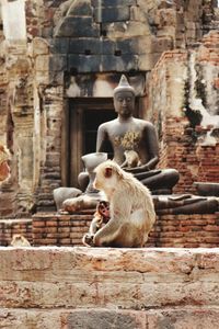 Monkeys by buddha sculpture in temple