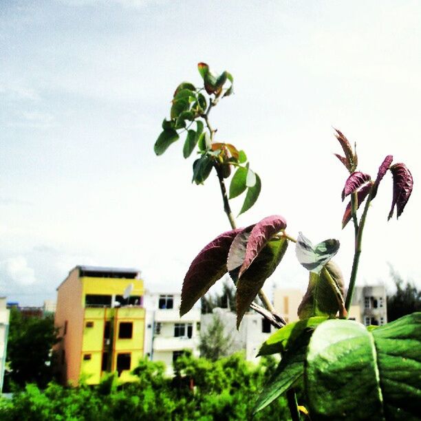 leaf, growth, plant, architecture, building exterior, flower, freshness, clear sky, built structure, low angle view, sky, fragility, green color, nature, potted plant, stem, close-up, day, outdoors, no people