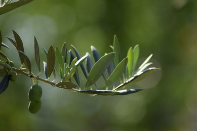 Close-up of fruit growing on tree