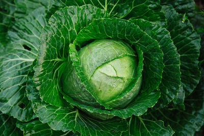 Full frame shot of vegetables growing on field in farm