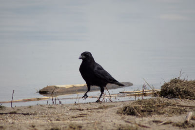 Bird perching on a beach