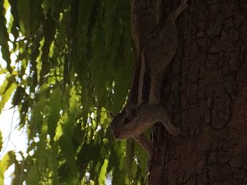 Bird perching on tree trunk