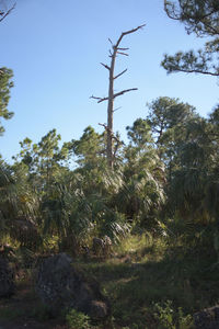 Low angle view of trees in forest against sky