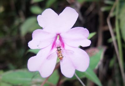 Close-up of insect on pink flower