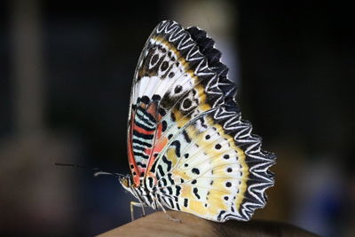 Close-up of butterfly perching