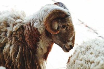 Close-up of sheep