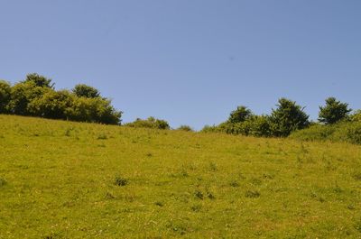 Scenic view of field against clear sky