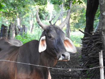 Cow in nicaragua 