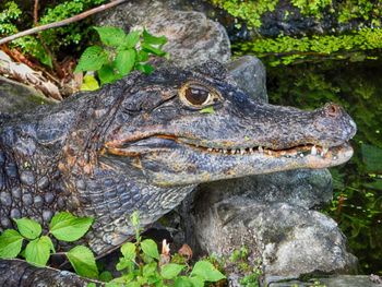 Close-up of crocodile in water