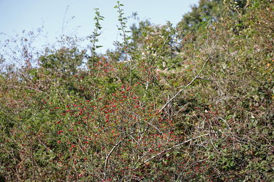 Close-up of fresh fruit on tree in field