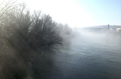 Trees in foggy weather
