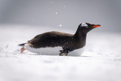 Gentoo penguin body surfs over sunlit snow