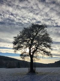 tree
