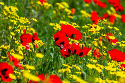 Close-up of red flowering plants