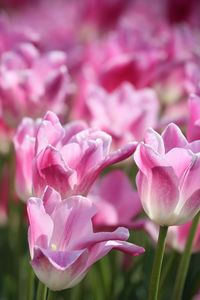 Close-up of pink flowers blooming outdoors