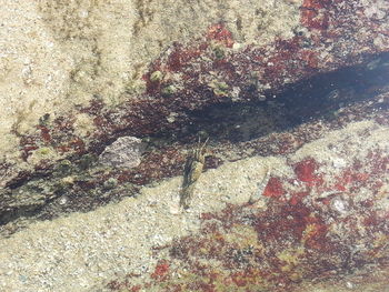 Plant growing on a wall