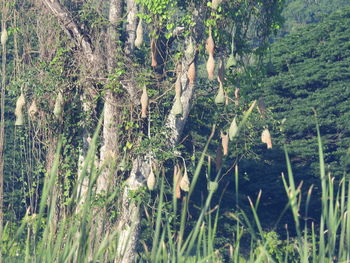 View of trees in forest