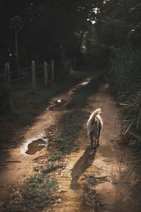 View of a sheep walking on footpath