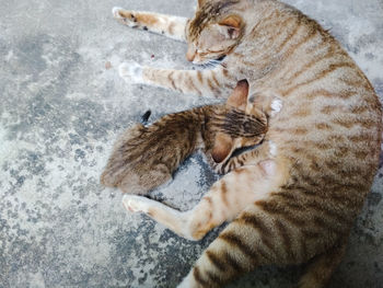 High angle view of tabby kitten feeding