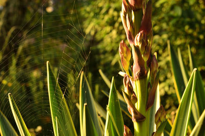 Close-up of fresh green plant