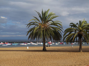 Palm trees on beach against sky