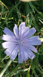 Close-up of purple flowering plant on field