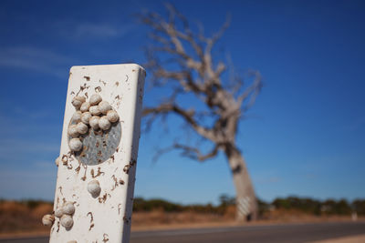 Close-up of tree against blue sky