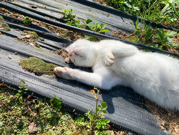 High angle view of cat resting