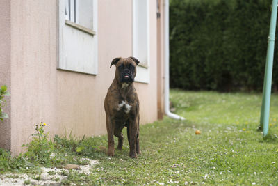 Dog on grass