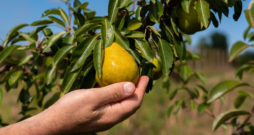 Close-up of hand holding fruit