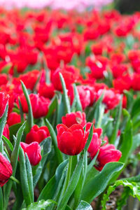 Close-up of red flowering plants